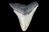 Bargain, Fossil Megalodon Tooth - North Carolina #101247-1
